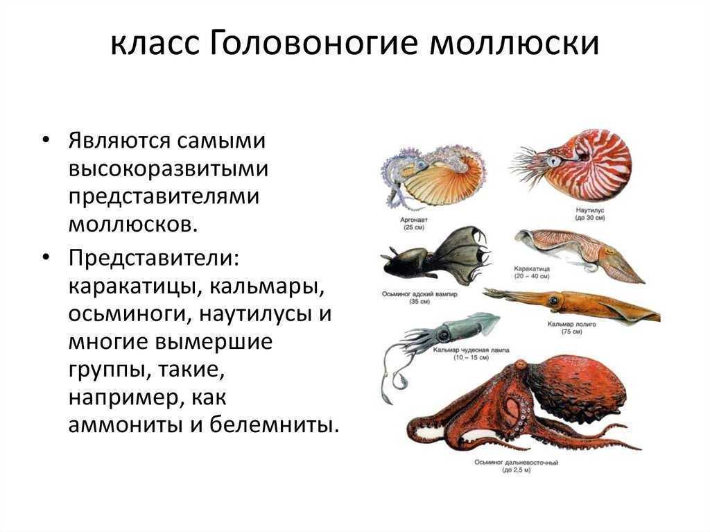 Презентация по биологии 7 класс моллюски класс головоногие