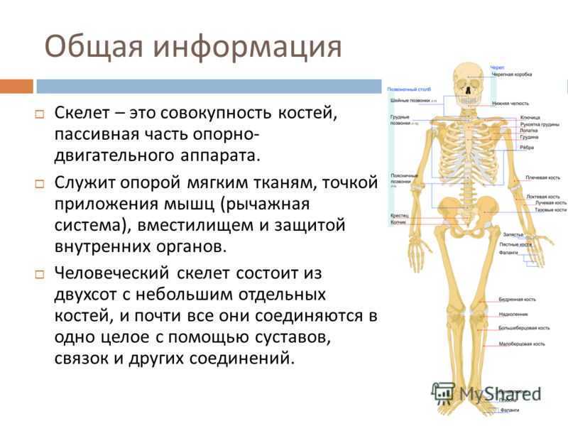 Кости человека 4 класс окружающий мир. Скелет человека. Сообщение о скелете человека. Скелет человека доклад. Доклад кости человека.