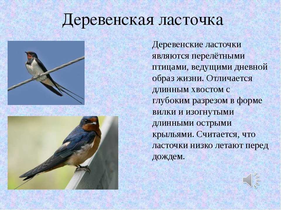 Подготовить сообщение о птицах. Ласточка. Информация о Ласточке. Описание ласточки. Ласточка кратко.