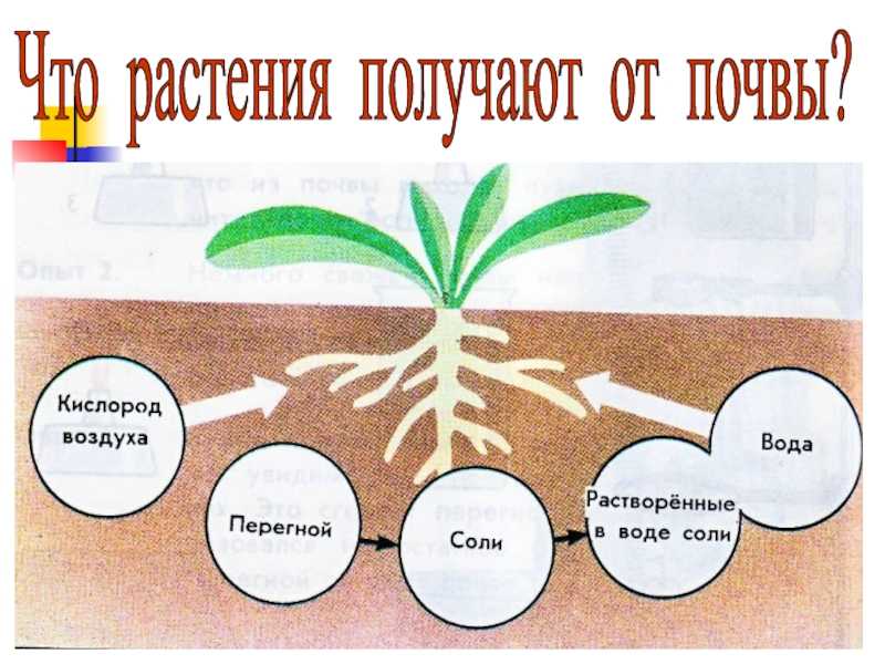 Презентация растения и почва