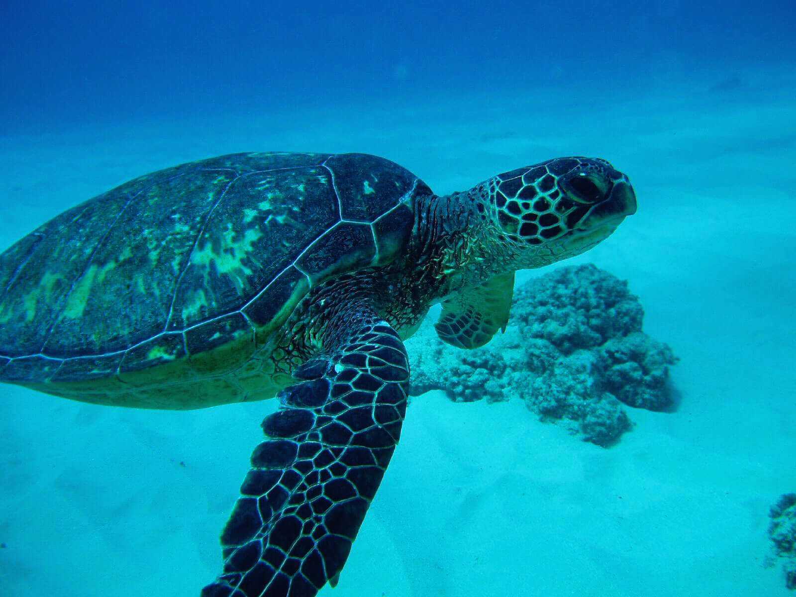 Морские черепахи жизнь. Кожистая морская черепаха. Зеленая морская черепаха. Зеленая суповая черепаха. Кожистая зеленая суповая черепахи.