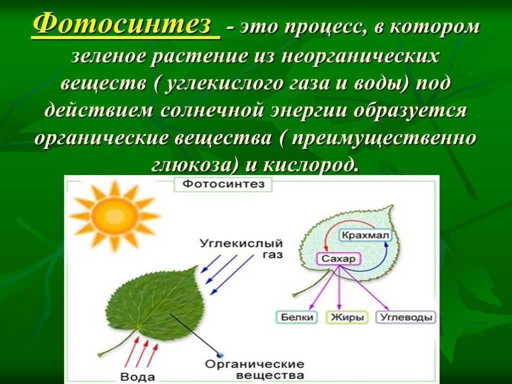 Растения производители органического вещества. Фотосинтез растений 6 класс биология. Фотосинтез это в биологии. Процесс фотосинтеза. Фотосинтез 6 класс биология.