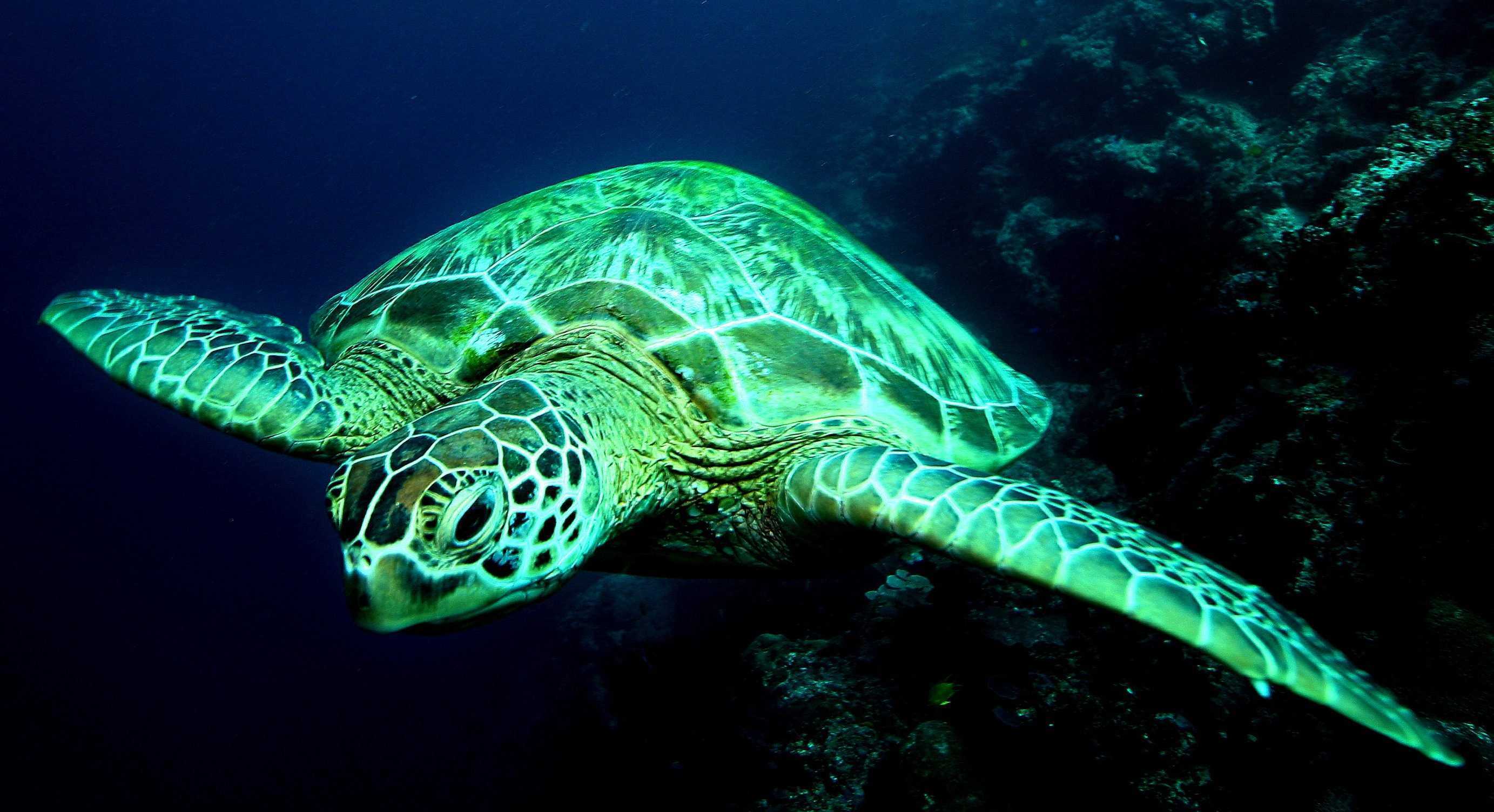 Среда обитания зеленой черепахи