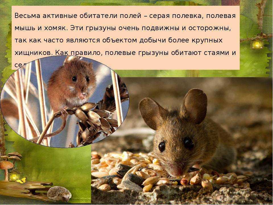 Хомяк животное. образ жизни, среда обитания и уход за хомяком