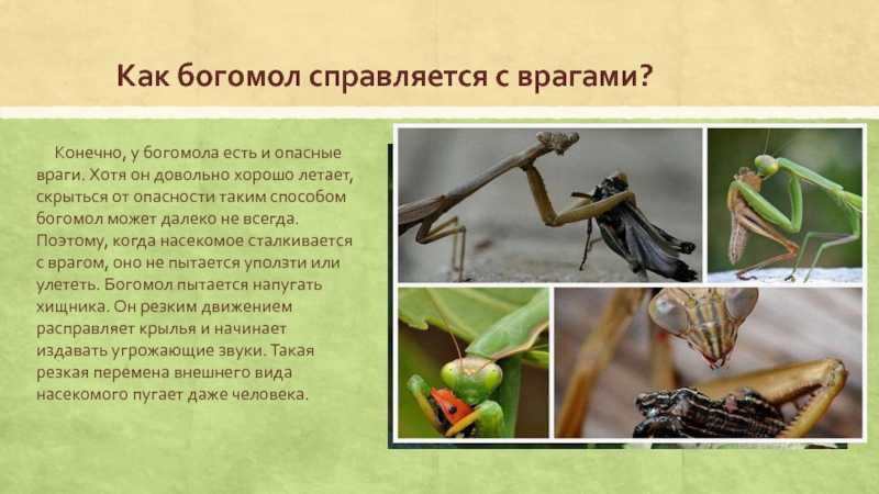 Какой тип развития характерен для богомола религиозного изображенного на рисунке
