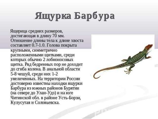 Ящерица – описание, виды, где обитает, чем питается, фото