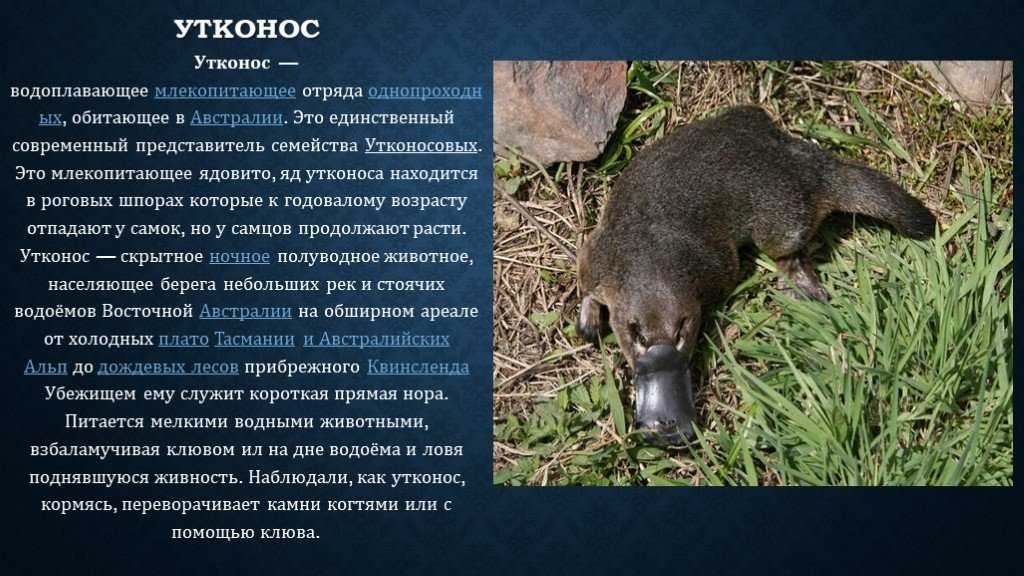 Всё об утконосе