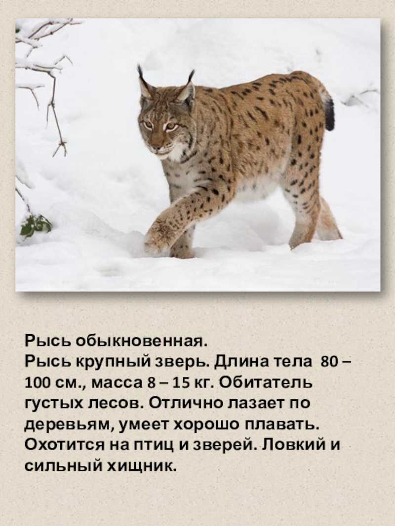 Рысь