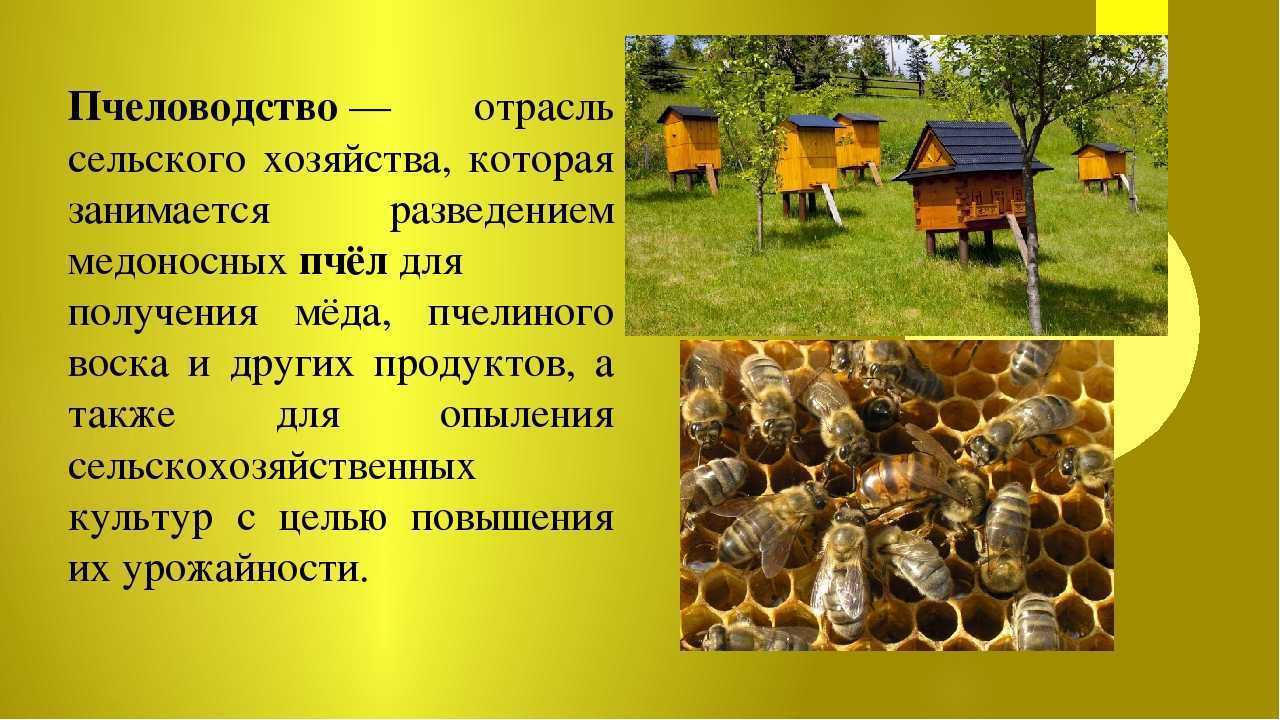 Медоносная пчела: питание, образ жизни, места обитания