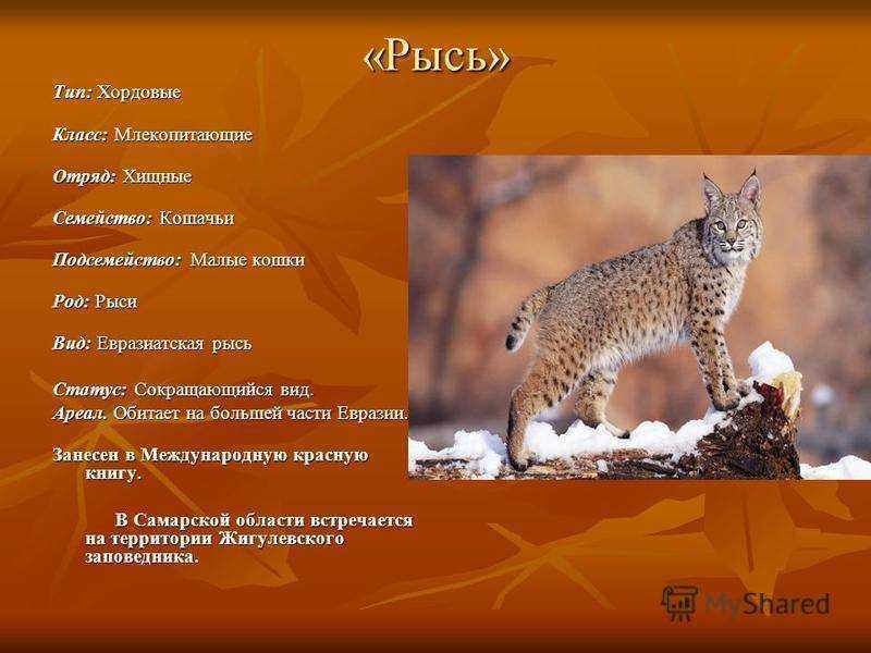 Рысь животное. образ жизни и среда обитания рыси