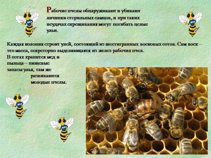 Кто входит в состав семьи медоносных пчел. Интересные факты о пчелах. Интересные факты об ПЧЕЛХ. Интересное о пчелах для детей. Факты о пчелах для детей.