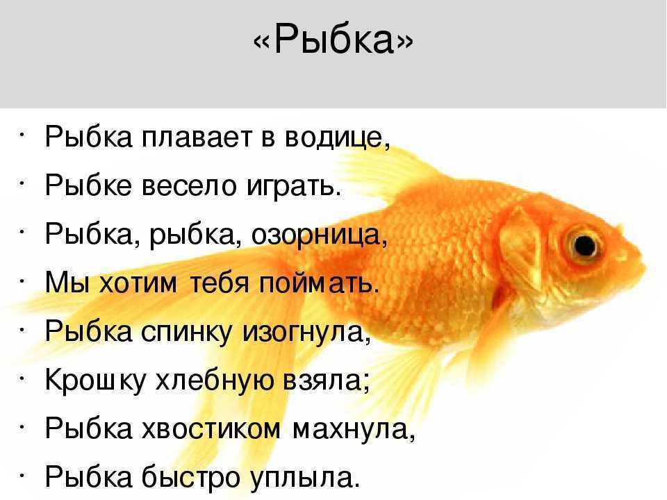 Рыбы - виды, строение, память, внутренние органы, размножение