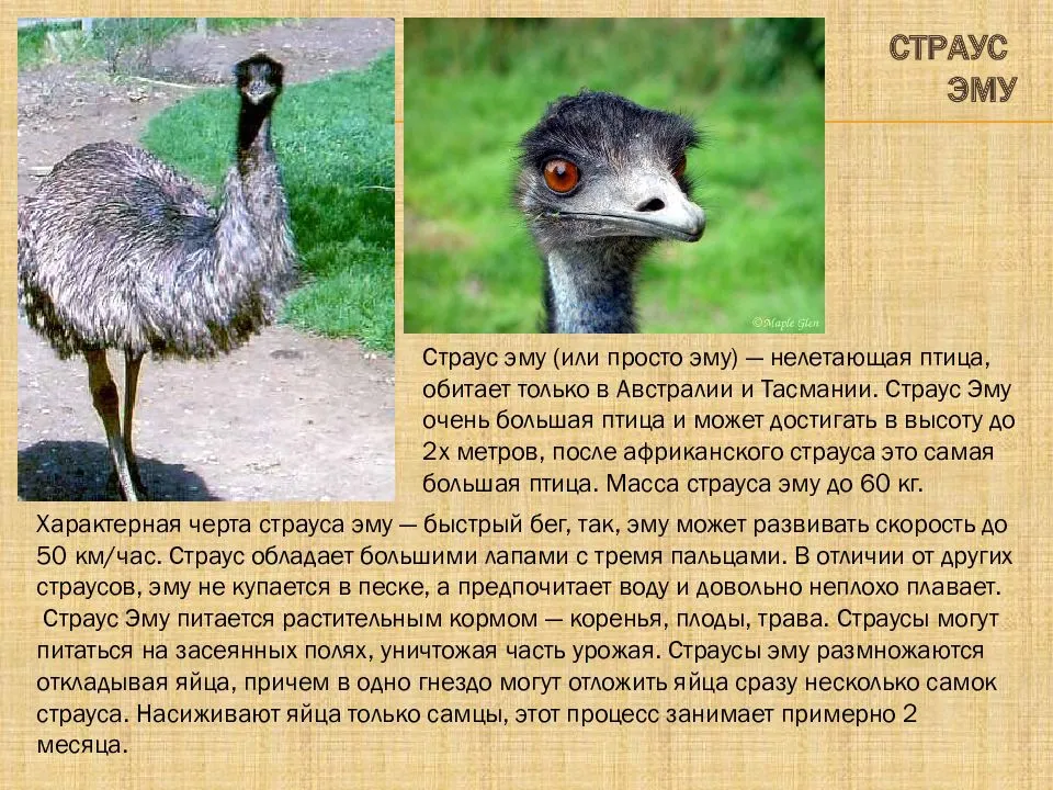 Страус эму: описание птицы, содержание и уход, кормление