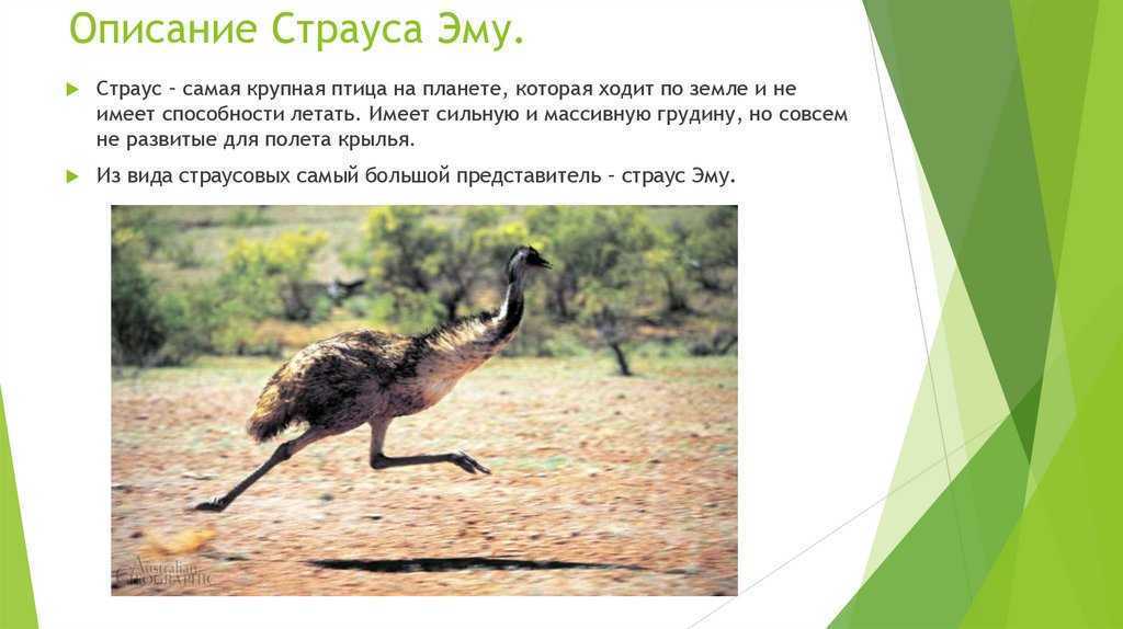 Страус эму птица. описание, особенности, образ жизни и среда обитания эму