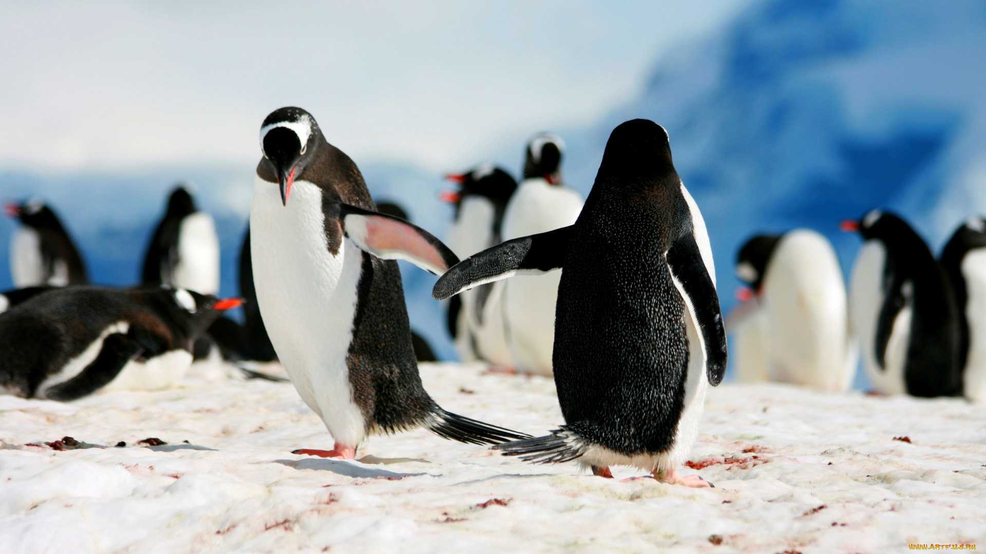 Жил был пингвин. Патагонский Пингвин. Антарктический Пингвин. Необычные пингвины. Пингвины в реальной жизни.