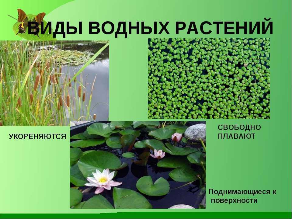 Кувшинка: описание растения, разновидность и выращивание