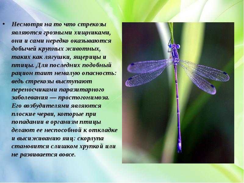 Стрекоза