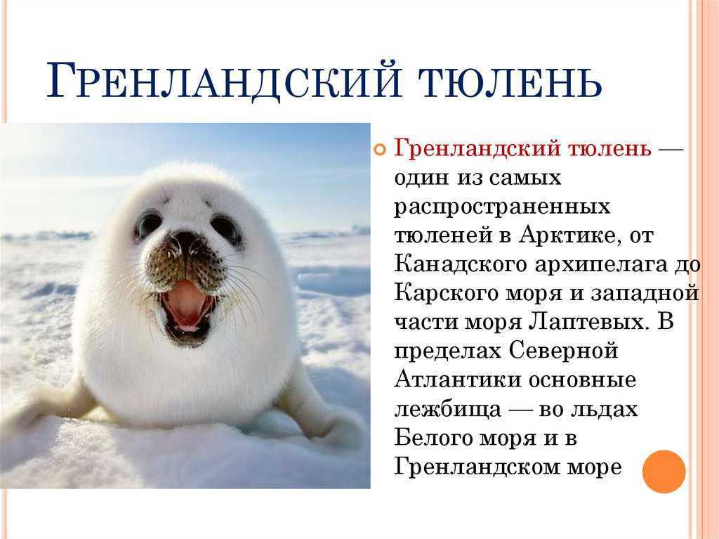 Интересные факты о тюленях (с фото) | vivareit